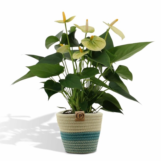 Anthurium andreanum vanilla et son pot panier - hauteur 45cm
