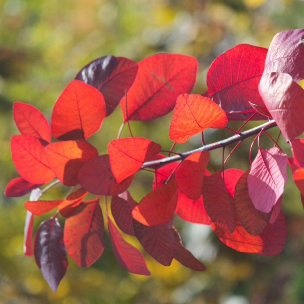 Arbre à perruque flame, cotinus pot de 4l - 40/60 cm