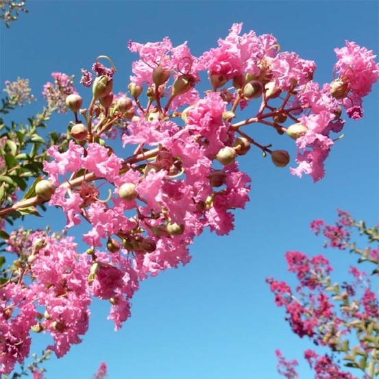 Lilas des indes 'monbazillac' pot de 3l/4l, buisson, touffe