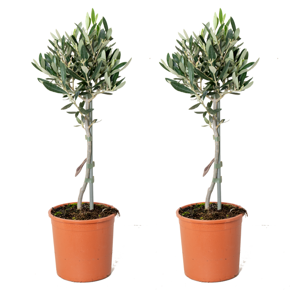 Lot de 2 - olea europaea - olivier sur tige - plantes de jardin - 30-40 cm de haut - pot 14 cm