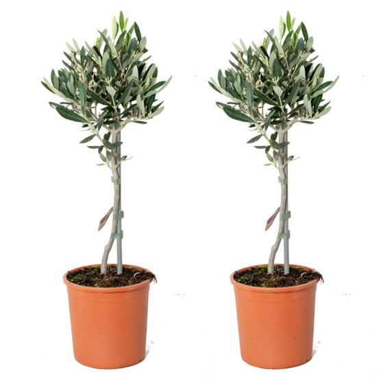 Lot de 2 - olea europaea - olivier sur tige - plantes de jardin - 30-40 cm de haut - pot 14 cm
