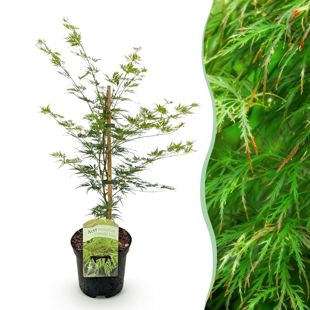 Érable du japon 'emerald lace' - pot 19 cm - hauteur 70 cm - plante d'extérieur