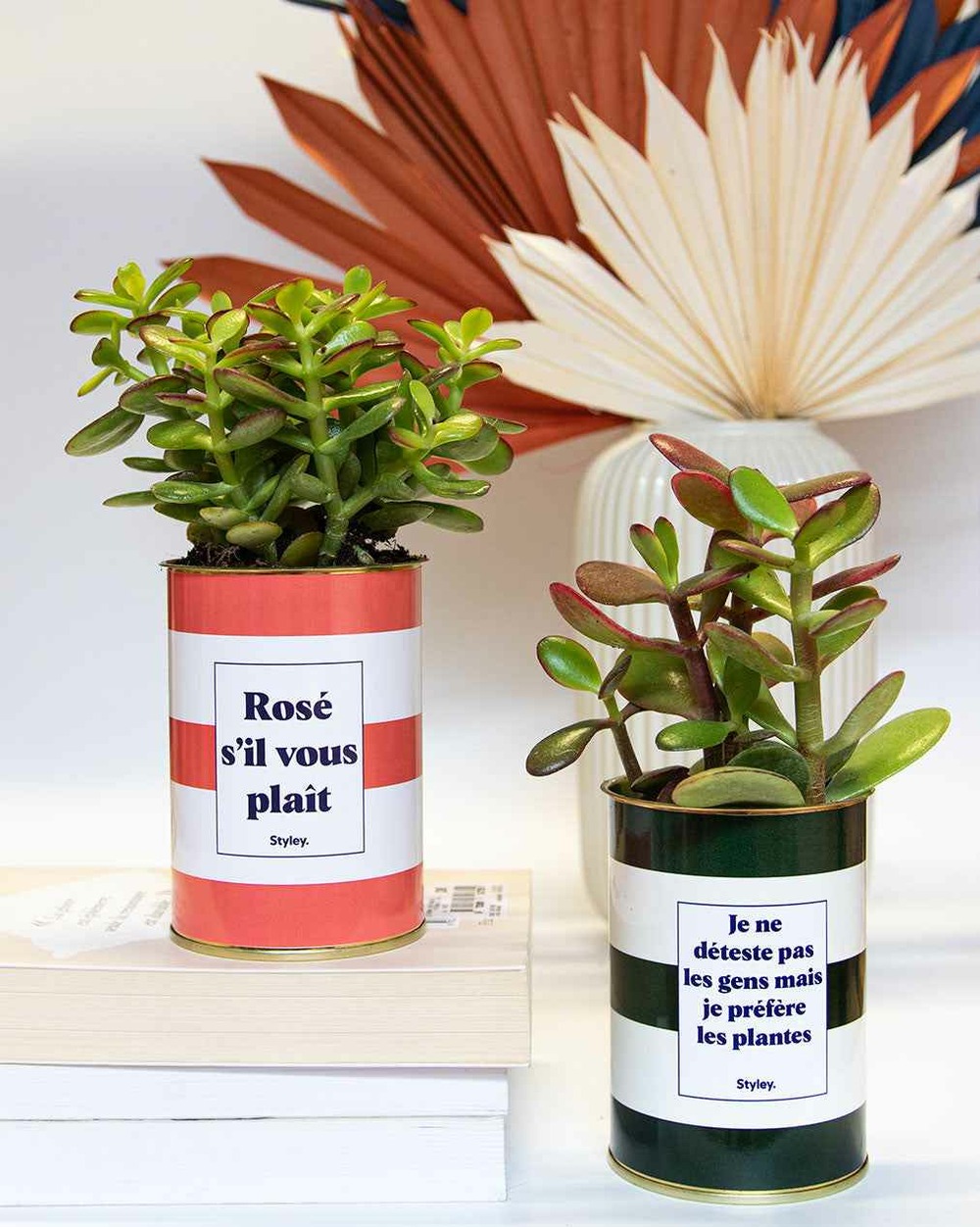 Plante facile à entretenir - je ne déteste pas les gens mais je préfère les plantes - cactus