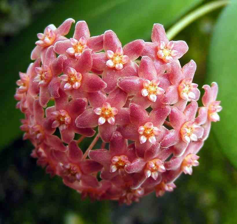Hoya camphorifolia (fleur de porcelaine, fleur de cire)   rose - taille pot de 2 litres - 20/40 cm