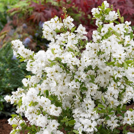 Exochorda racemosa 'niagara' pot de 7,5l/10l