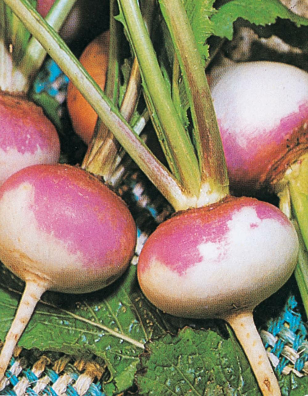 Navet de milan rouge - 5 g