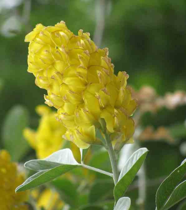 Argyrocytisus battandieri (genet ananas)   jaune - taille pot de 3 litres ? 60/80 cm