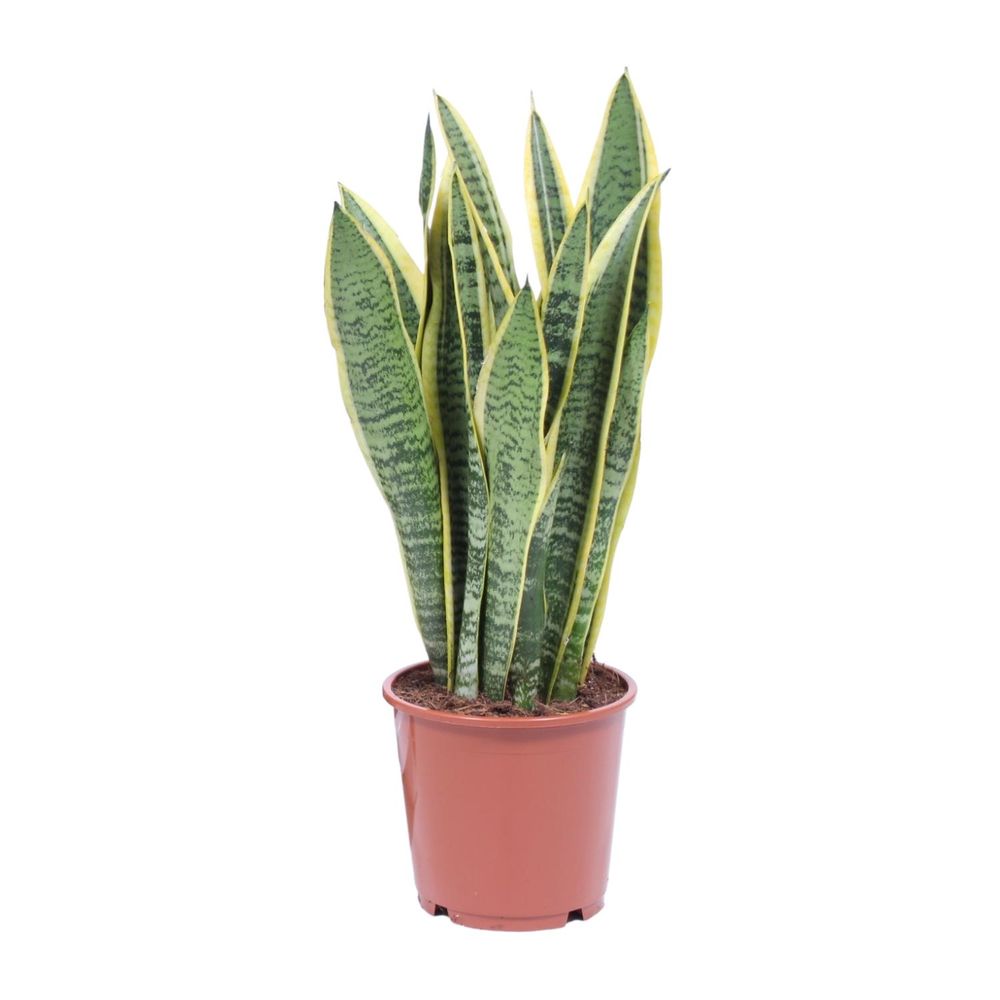 Sansevieria trifasciata laurentii - ø14cm - ↕40cm - plantes d'intérieur