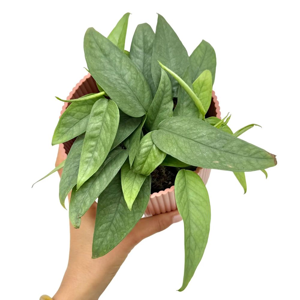 Epipremnum cebu blue - pot de 12cm - plantes d'intérieur