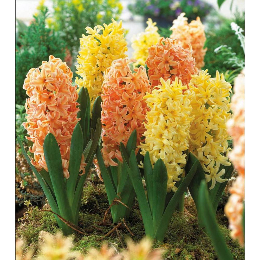 Duo “abricot citron”