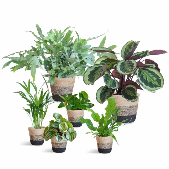 Assortiment de 6 plantes pet's friendly + panier