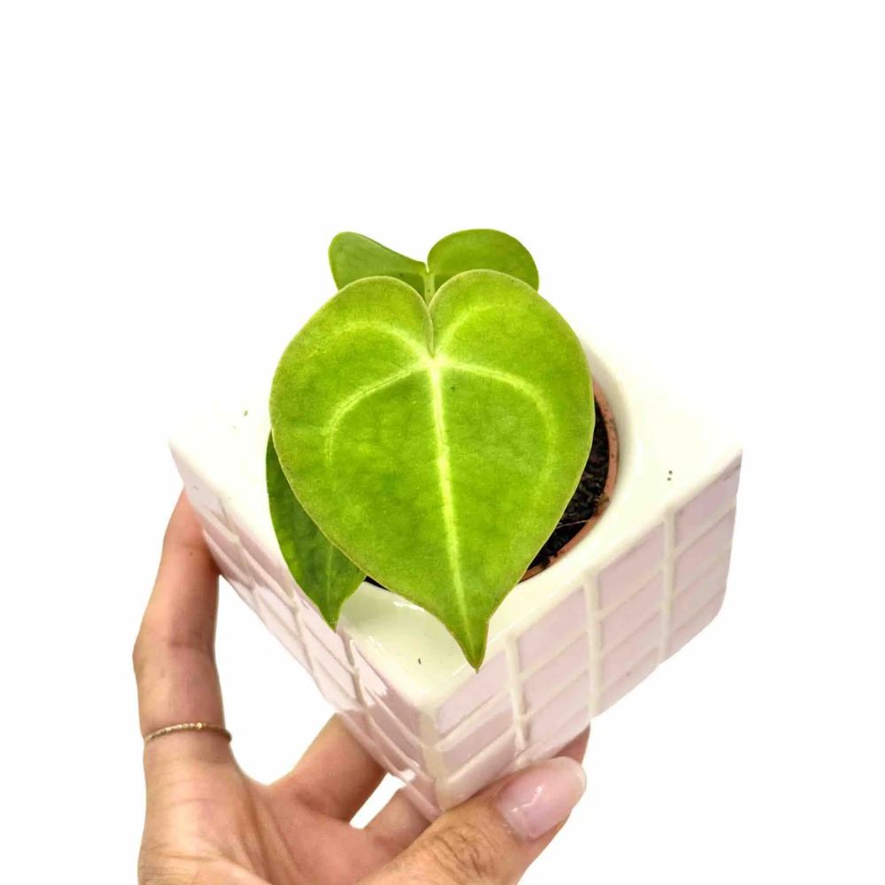 Anthurium clarinervium - pot de 6cm