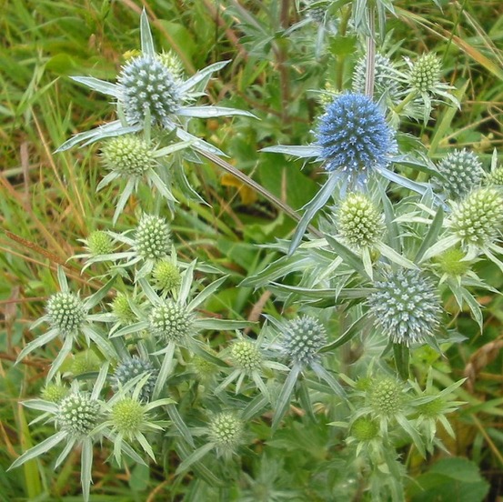 6 x chardon bleu - eryngium planum - godet 9cm x 9cm
