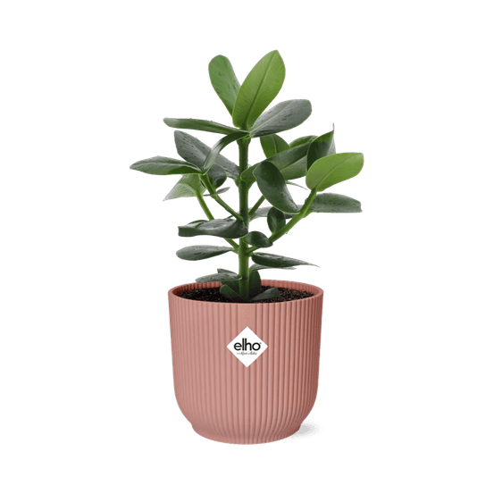 Clusia princess in elho vibes fold 14cm roze - plantes d'intérieur