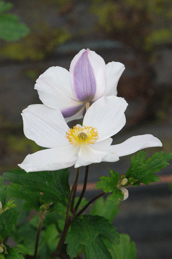 Anémone du japon 'wild swan' - en pot de 3 litres