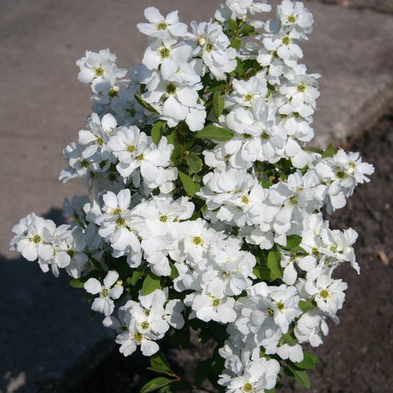 Exochorda 'magical springtime' pot de 2l/3l