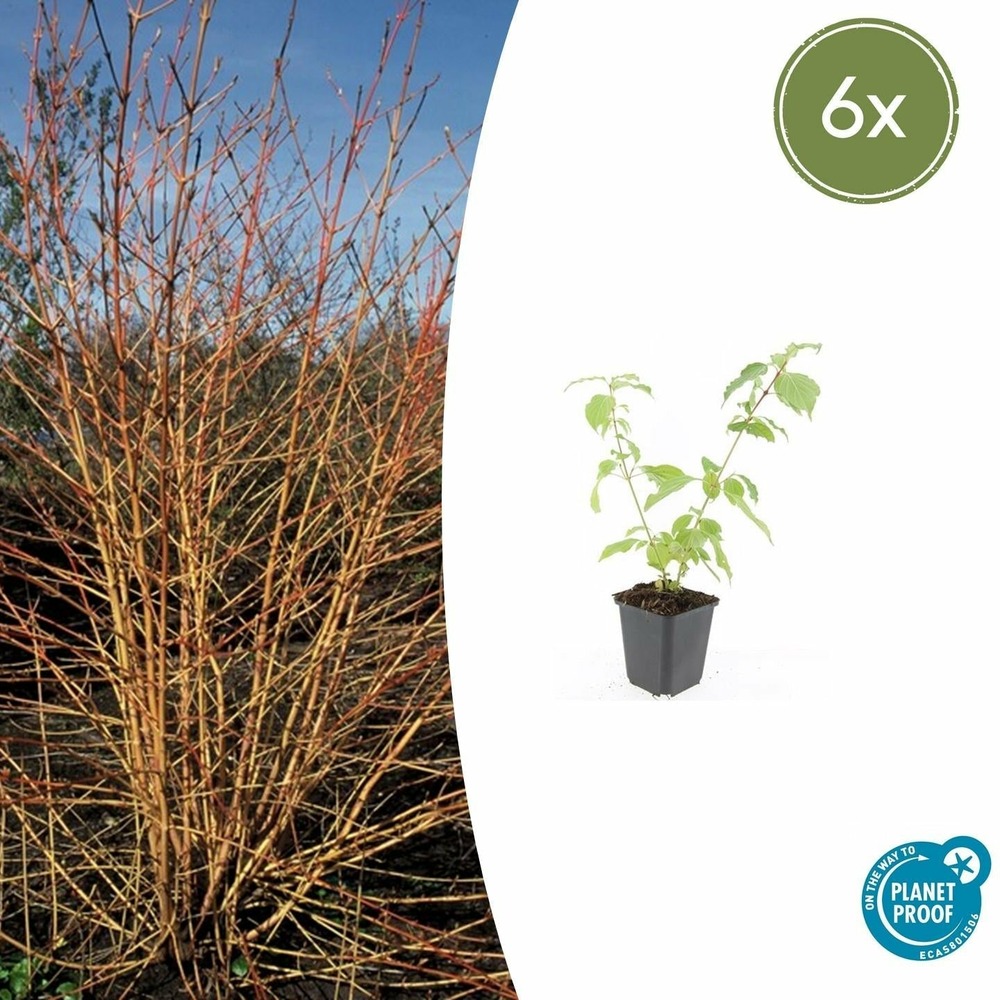 Cornouiller sanguin 'anny's winter orange' x6 – entre 0,38 et 0,5m2