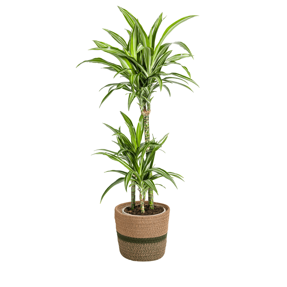 Dracaena deremensis white stripe avec cache-pot ø21cm - ↕90 - 110cm - plantes d'intérieur