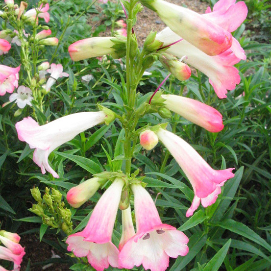 6 x galane 'apple blossom' - penstemon 'apple blossom' - godet 9cm x 9cm