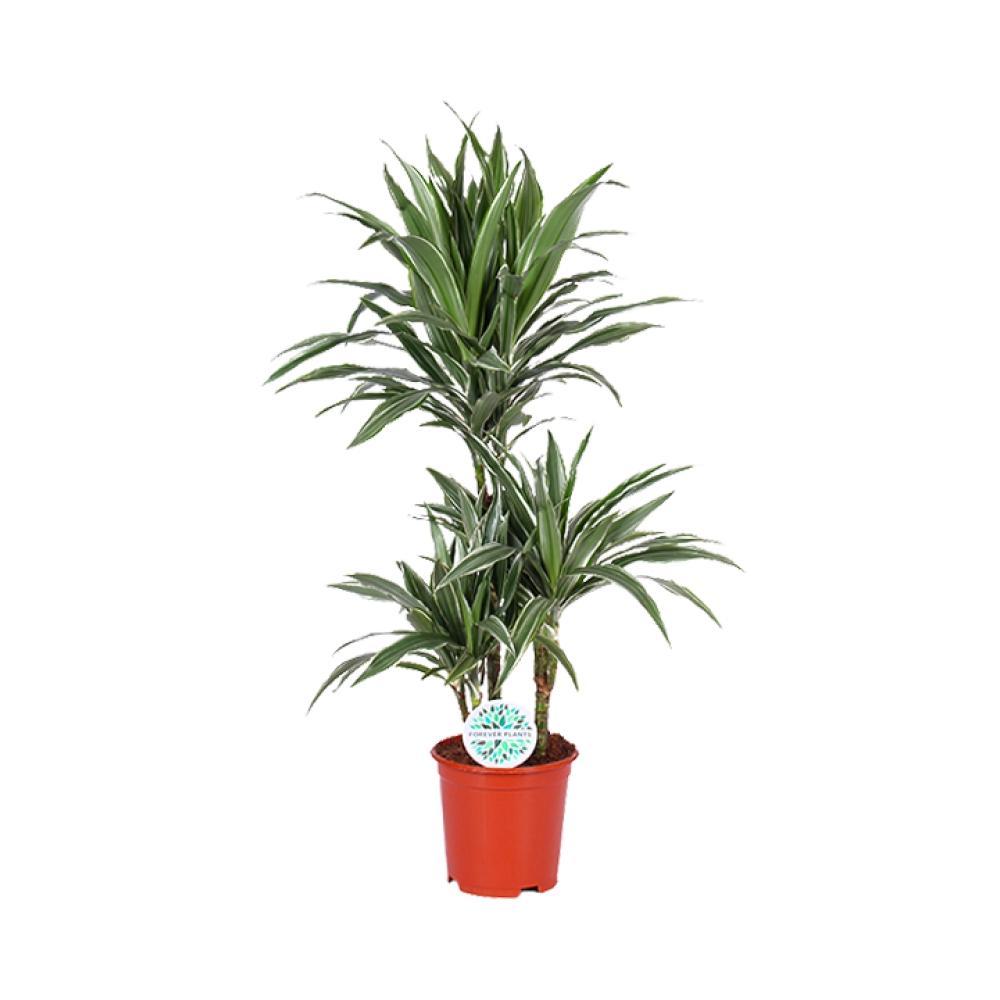 Plante d'intérieur - dracaena 'warneckei' 90.0cm