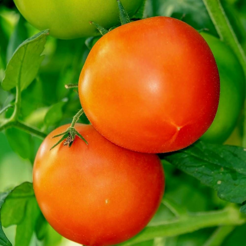 Graines de tomate saint pierre - vilmorin sachet