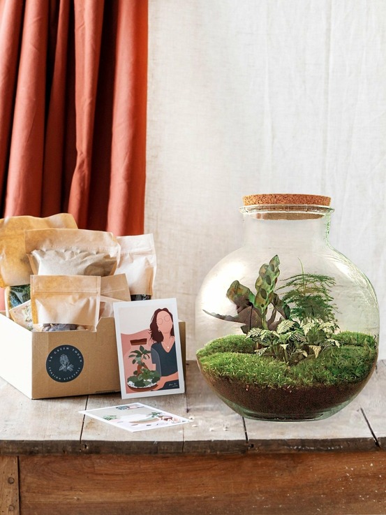 Kit terrarium diy - baobab calathea + asparagus + fittonia - rateau + pelle + pince
