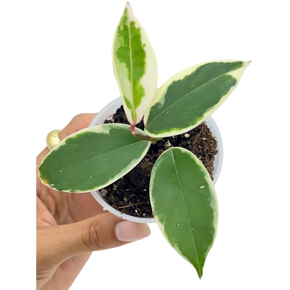 Hoya carnosa krimson queen - pot de 6cm - plantes d'intérieur