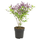 Syringa 'bloomerang dark purple' - lilas - arbuste - rustique – ⌀13 cm - ↕15-20 cm