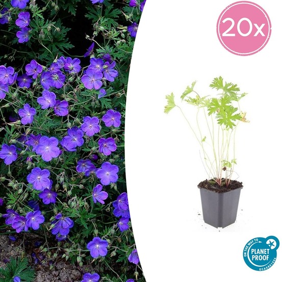 Géranium vivace 'johnson's blue' x20 – entre 1,25 et 1,67m2