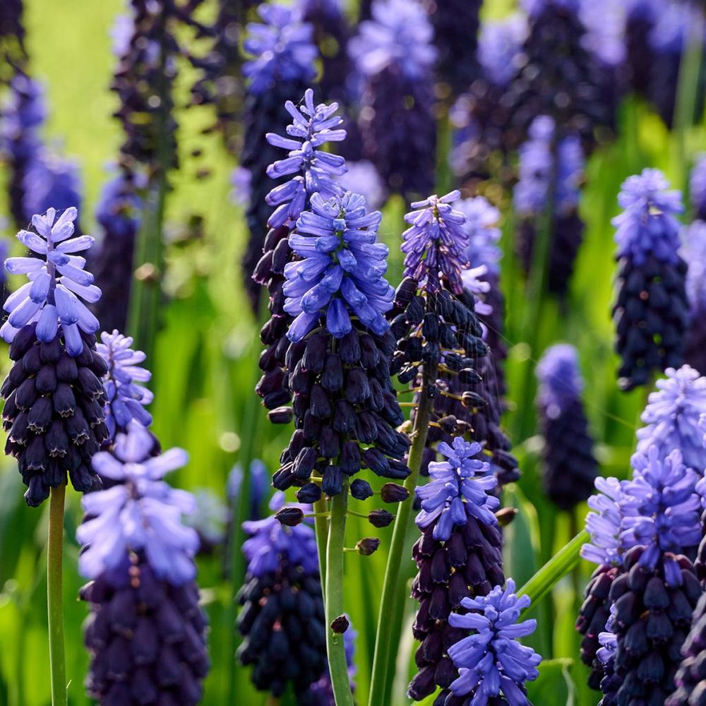 Muscari latifolium bulbe calibre 6+ (par 30)