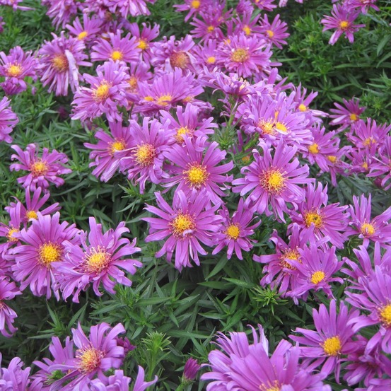 Aster nain 'tonga' pot de 2l/3l