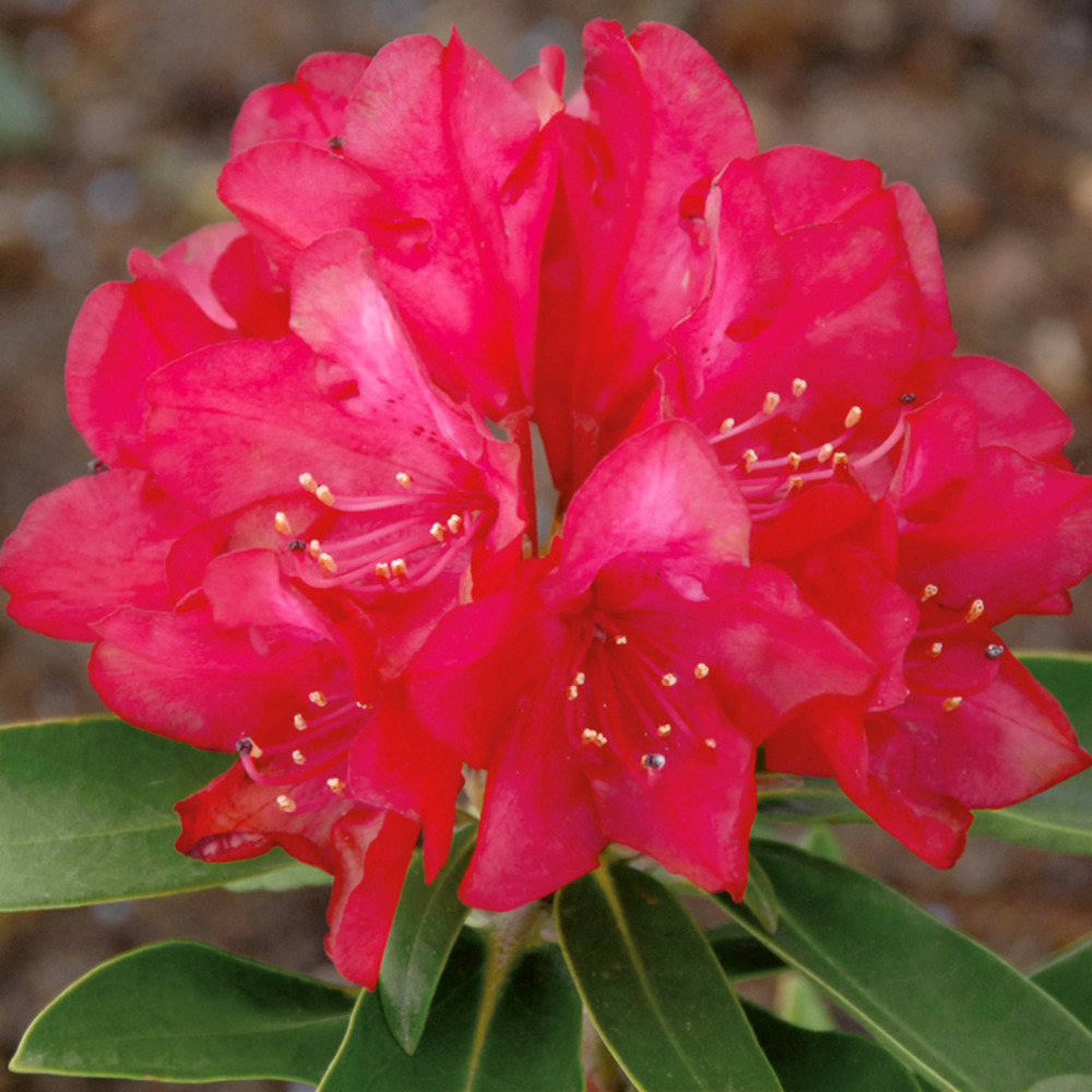 Rhododendron yakushimanum easydendron bohlken's roter stern pot de 4l/5l
