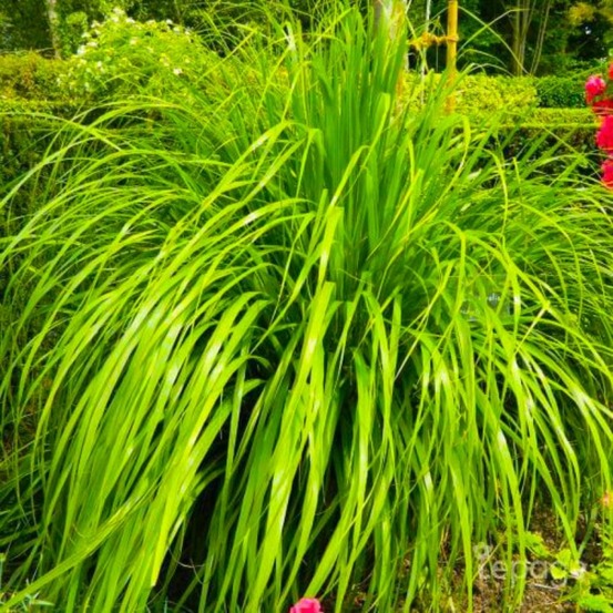 2 Herbes Aux Diamants - Vendu par 2…