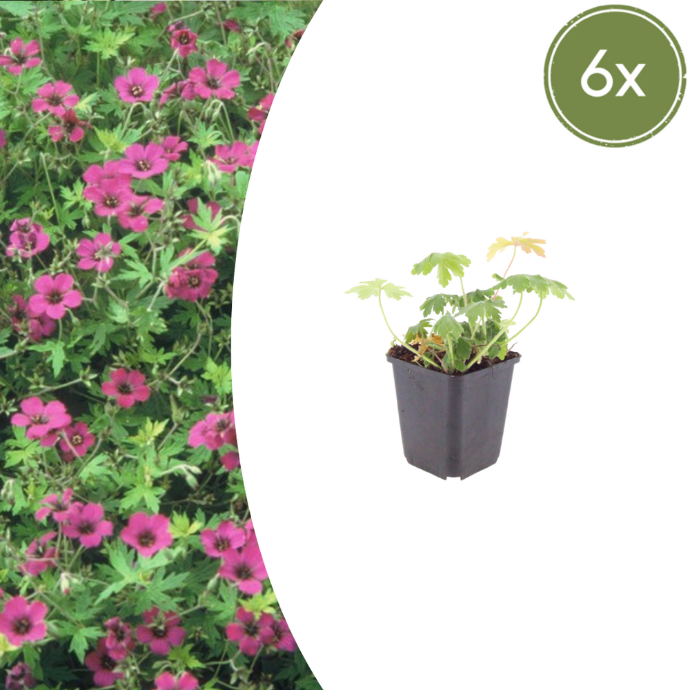 Lot de 24 - géranium à gros rhizome (geranium macrorrhizum) 'bevan's variety'