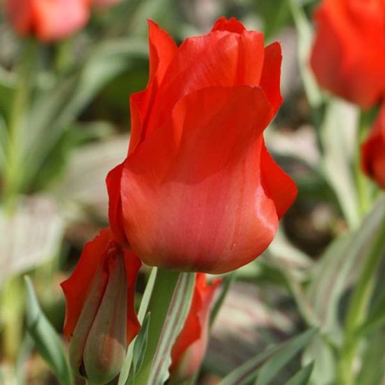 Tulipe greigii 'roodkapje' bulbe calibre 11+ (par 10)