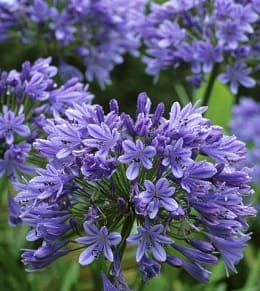 fleurs agapanthes