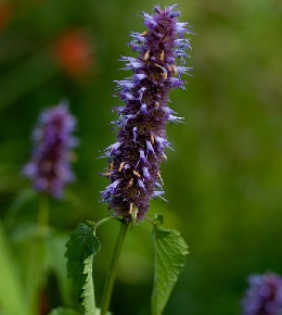 agastache plante