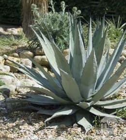 agave