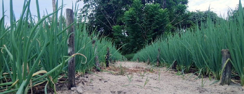 L’agroforesterie, c’est quoi ? L’agroforesterie, c’est quoi ?