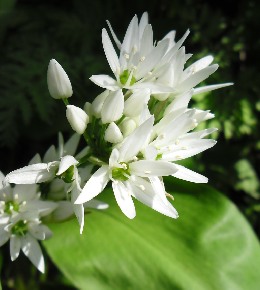 Ail des ours : plantation, culture et récolte