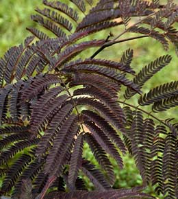 albizia chocolat