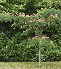 arbre albizia