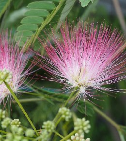 fleurs albizia