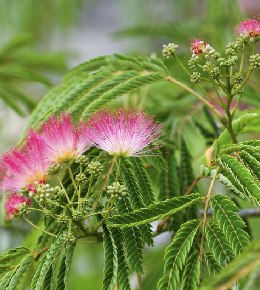 fleurs albizia