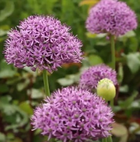entretien allium