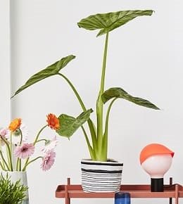 alocasia pot