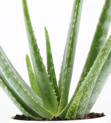entretien aloe vera