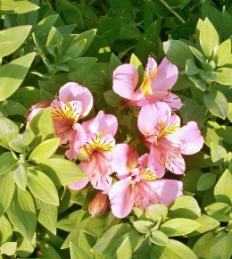 Alstroemeria : plantation et entretien