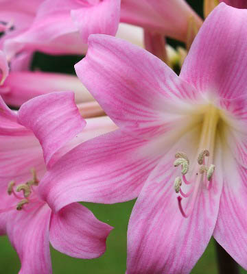entretien amaryllis belladonna