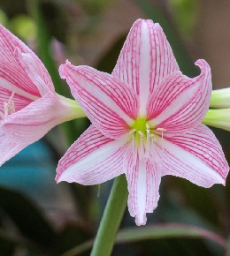amaryllis plantation